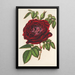 Reproduction of the painting Rose Empereur du Mexique remontante - Charles Antoine Lemaire