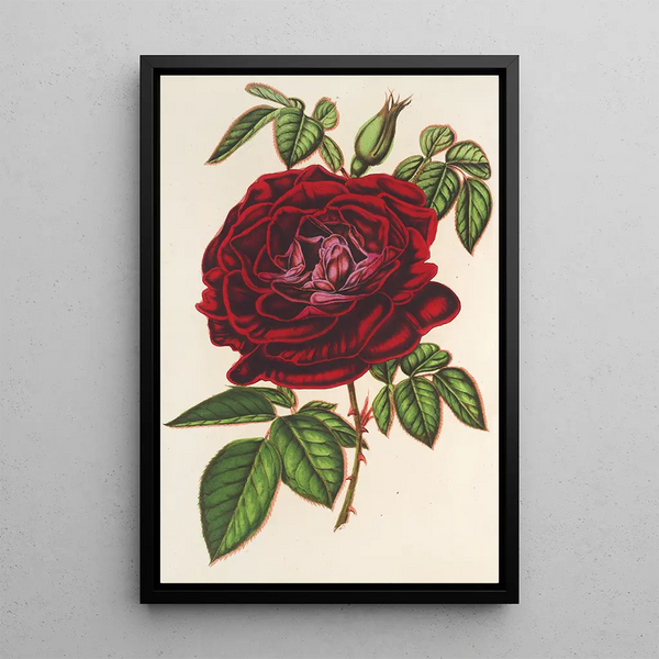 Reproduction of the painting Rose Empereur du Mexique remontante - Charles Antoine Lemaire