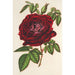Reproduction of the painting Rose Empereur du Mexique remontante - Charles Antoine Lemaire