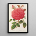Reproduction of the painting Rose Île Bourbon var. Souvenir de la Malmaison à fleurs roses - Charles Antoine Lemaire