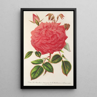 Reproduction of the painting Rose Île Bourbon var. Souvenir de la Malmaison à fleurs roses - Charles Antoine Lemaire