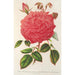 Reproduction of the painting Rose Île Bourbon var. Souvenir de la Malmaison à fleurs roses - Charles Antoine Lemaire