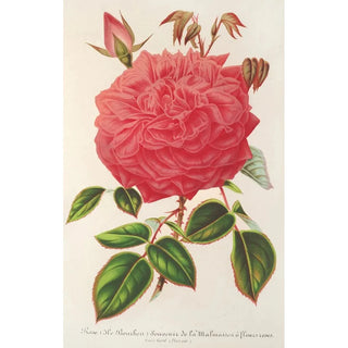 Reproduction of the painting Rose Île Bourbon var. Souvenir de la Malmaison à fleurs roses - Charles Antoine Lemaire