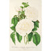Rose Empress Eugénie - Charles Antoine Lemaire — artwork view
