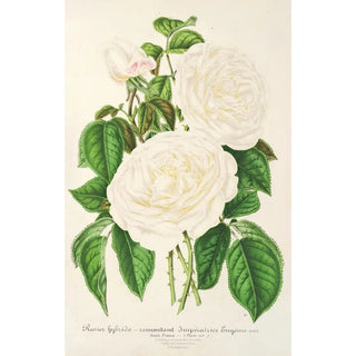Rose Empress Eugénie - Charles Antoine Lemaire — artwork view