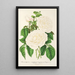 Rose Empress Eugénie - Charles Antoine Lemaire — framed artwork on a wall