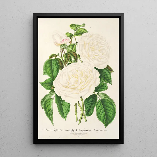 Rose Empress Eugénie - Charles Antoine Lemaire — framed artwork on a wall