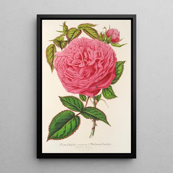 Reproduction of the painting Rose Madame Furtado Painting - Charles Antoine Lemaire