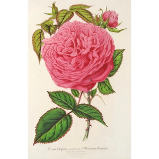 Reproduction of the painting Rose Madame Furtado Painting - Charles Antoine Lemaire