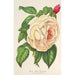 Rose Président Thiers - Charles Antoine Lemaire — artwork view