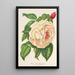 Rose Président Thiers - Charles Antoine Lemaire — framed artwork on a wall