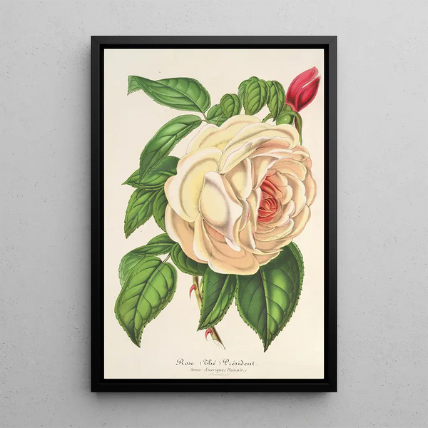 Rose Président Thiers - Charles Antoine Lemaire — framed artwork on a wall