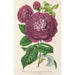 Rose Queen of Violets - Charles Antoine Lemaire — artwork view