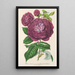 Rose Queen of Violets - Charles Antoine Lemaire — framed artwork on a wall