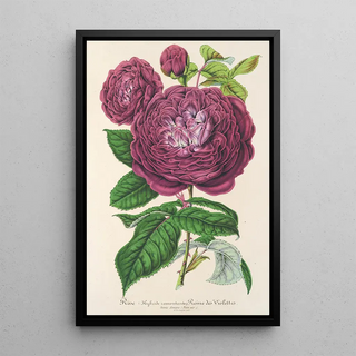Rose Queen of Violets - Charles Antoine Lemaire — framed artwork on a wall