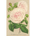 Rose sur des Anges - Charles Antoine Lemaire — artwork view