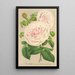 Rose sur des Anges - Charles Antoine Lemaire — framed artwork on a wall