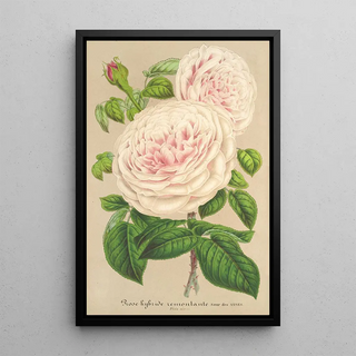 Rose sur des Anges - Charles Antoine Lemaire — framed artwork on a wall