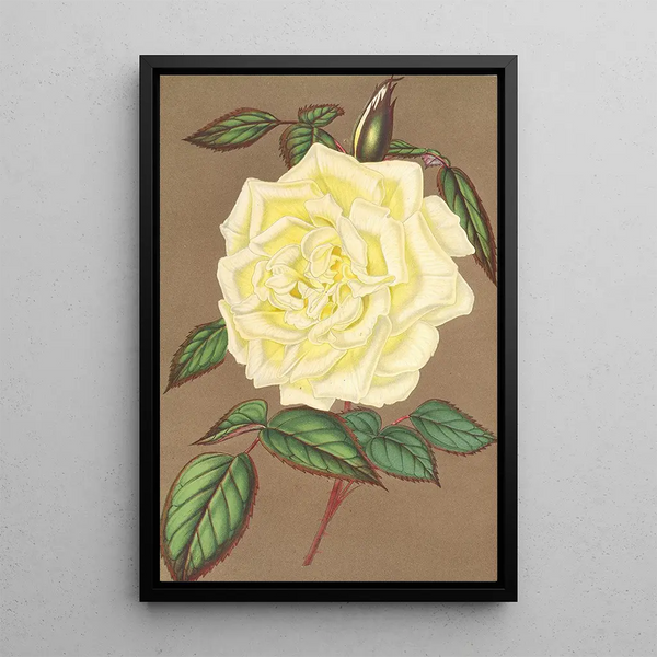 Reproduction of the painting Rose Thé Isabelle Sprunt - Charles Antoine Lemaire