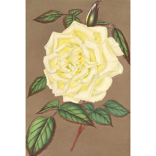 Reproduction of the painting Rose Thé Isabelle Sprunt - Charles Antoine Lemaire