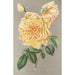 Rose Thé Jaune d'Or - Charles Antoine Lemaire — artwork view