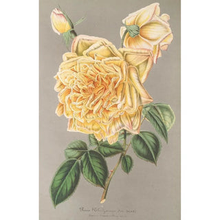 Rose Thé Jaune d'Or - Charles Antoine Lemaire — artwork view