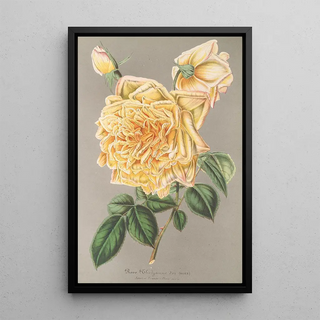 Rose Thé Jaune d'Or - Charles Antoine Lemaire — framed artwork on a wall