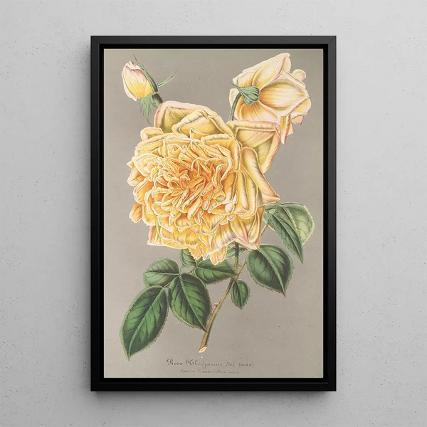 Rose Thé Jaune d'Or - Charles Antoine Lemaire — framed artwork on a wall