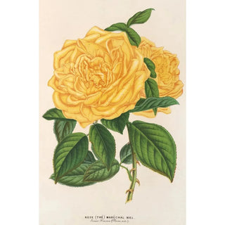 Rose Thé Marchal Niel - Charles Antoine Lemaire — artwork view