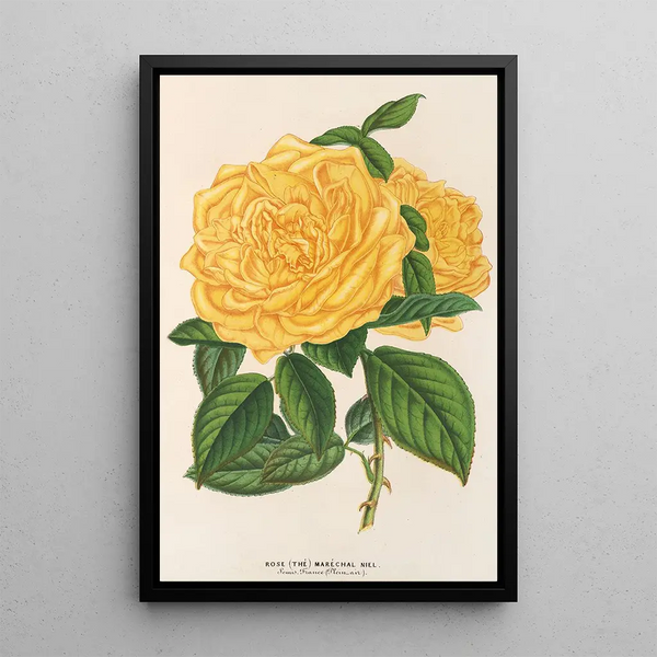Rose Thé Marchal Niel - Charles Antoine Lemaire — framed artwork on a wall