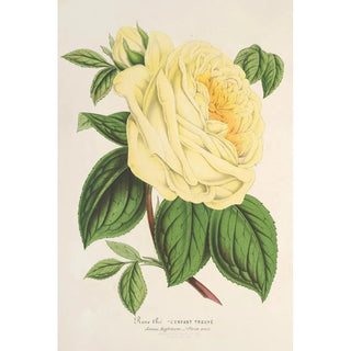 Rose Thé l'Enfant Trouvé - Charles Antoine Lemaire — artwork view
