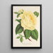 Rose Thé l'Enfant Trouvé - Charles Antoine Lemaire — framed artwork on a wall