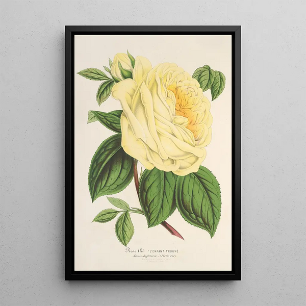 Rose Thé l'Enfant Trouvé - Charles Antoine Lemaire — framed artwork on a wall