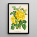 Reproduction of the painting Rose Thé Isabelle Grey - Charles Antoine Lemaire