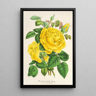 Reproduction of the painting Rose Thé Isabelle Grey - Charles Antoine Lemaire