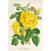 Reproduction of the painting Rose Thé Isabelle Grey - Charles Antoine Lemaire