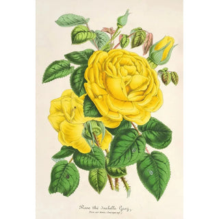 Reproduction of the painting Rose Thé Isabelle Grey - Charles Antoine Lemaire