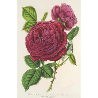 Rose Triomphe d'Amiens - Charles Antoine Lemaire — artwork view