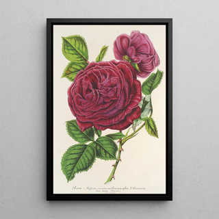 Rose Triomphe d'Amiens - Charles Antoine Lemaire — framed artwork on a wall