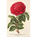 Rose Hybride Remontant Monsieur Journeaux - Charles Antoine Lemaire — artwork view
