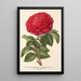 Rose Hybride Remontant Monsieur Journeaux - Charles Antoine Lemaire — framed artwork on a wall
