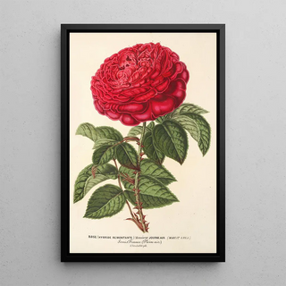 Rose Hybride Remontant Monsieur Journeaux - Charles Antoine Lemaire — framed artwork on a wall