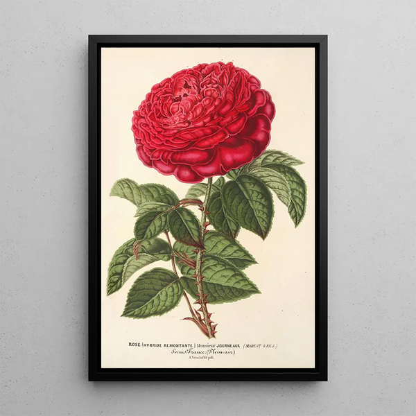 Rose Hybride Remontant Monsieur Journeaux - Charles Antoine Lemaire — framed artwork on a wall