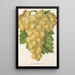 Reproduction of the painting Raisin Royal Vineyard - Charles Antoine Lemaire