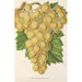 Reproduction of the painting Raisin Royal Vineyard - Charles Antoine Lemaire