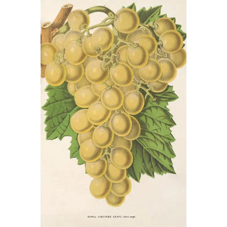 Reproduction of the painting Raisin Royal Vineyard - Charles Antoine Lemaire