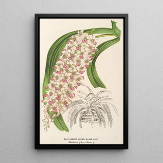 Saccolabium Blumei var. majus - Charles Antoine Lemaire — framed artwork on a wall