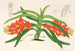 Saccolabium curvifolium - Charles Antoine Lemaire — artwork view