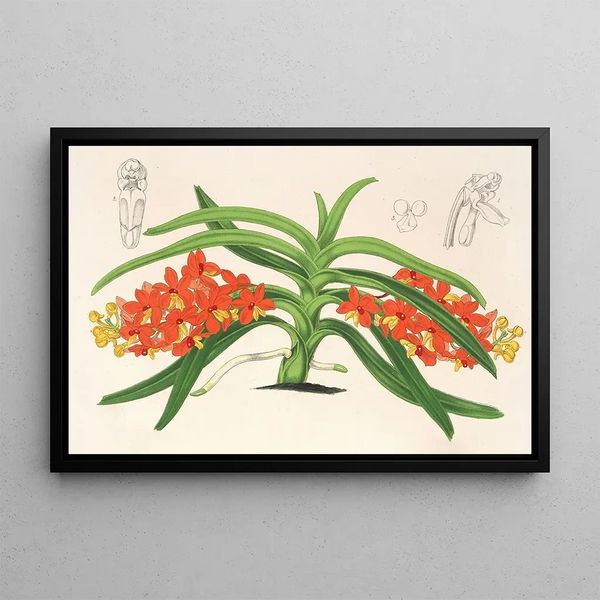 Saccolabium curvifolium - Charles Antoine Lemaire — framed artwork on a wall