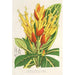 Sanchezia nobilis - Charles Antoine Lemaire — artwork view